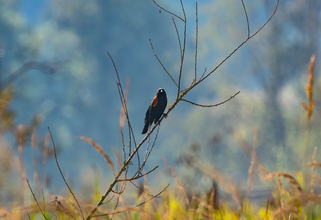 Bird sitting on tree in nature