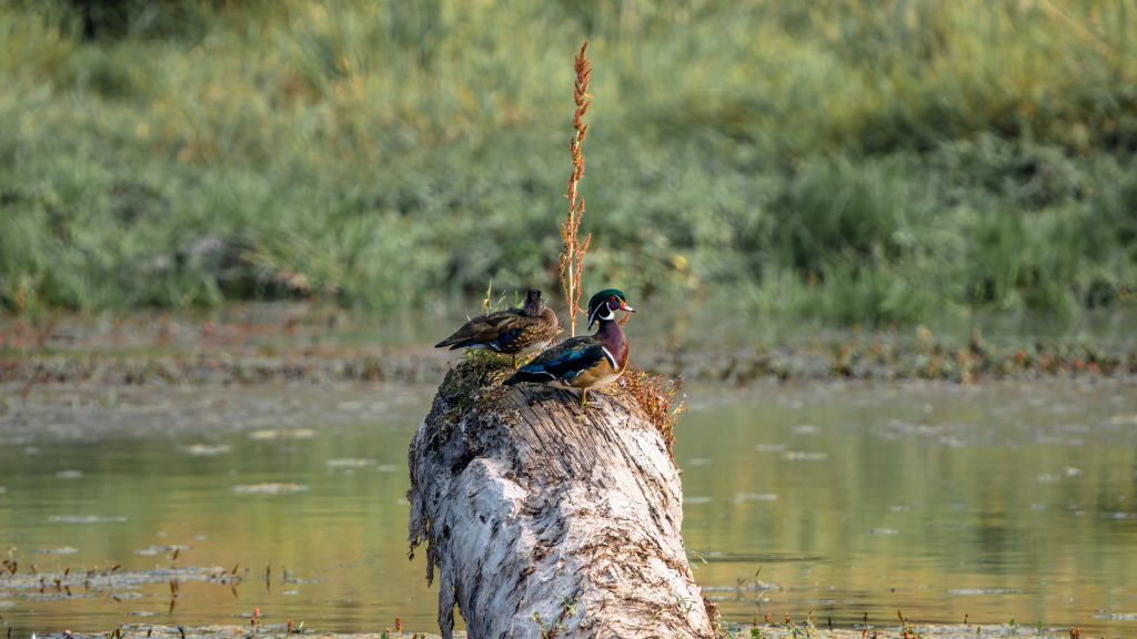 Canadian Wood Ducks on a tree log in the swamp