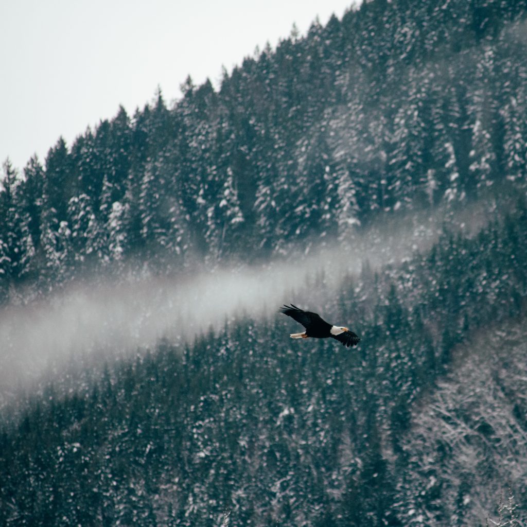 Eagle flying over the pine trees