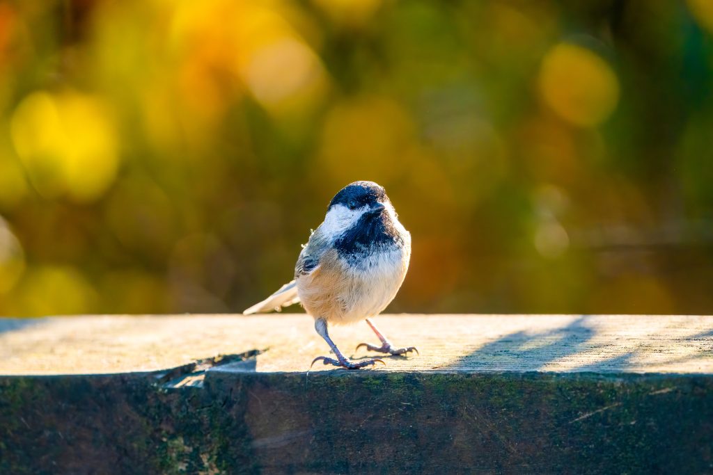 Black capped chickadee bird