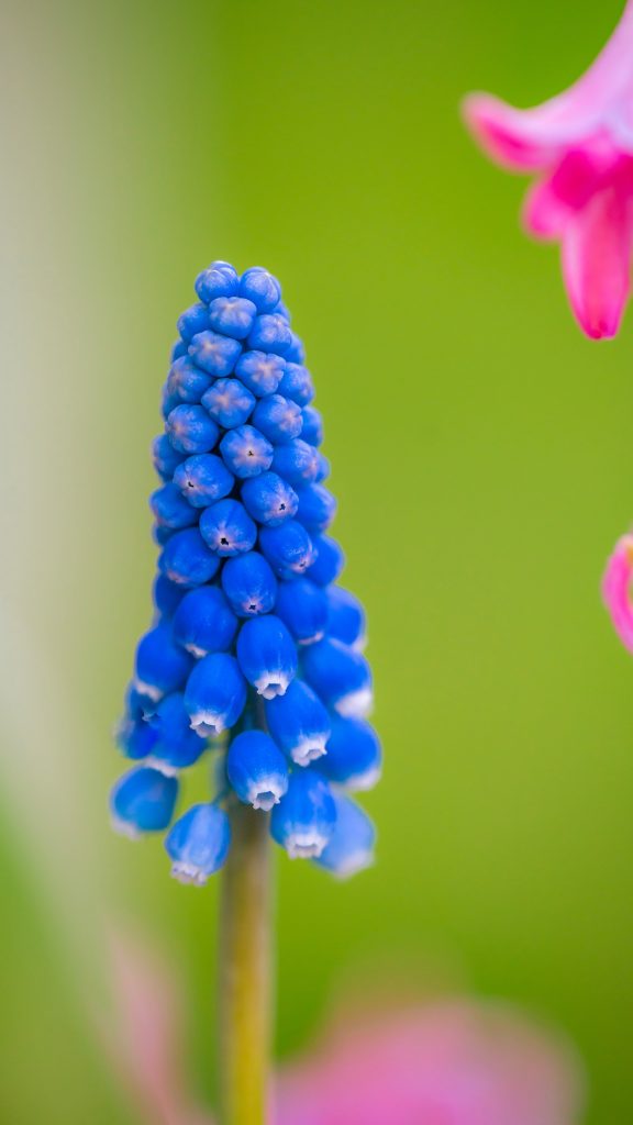 Blooming grape hyacinth