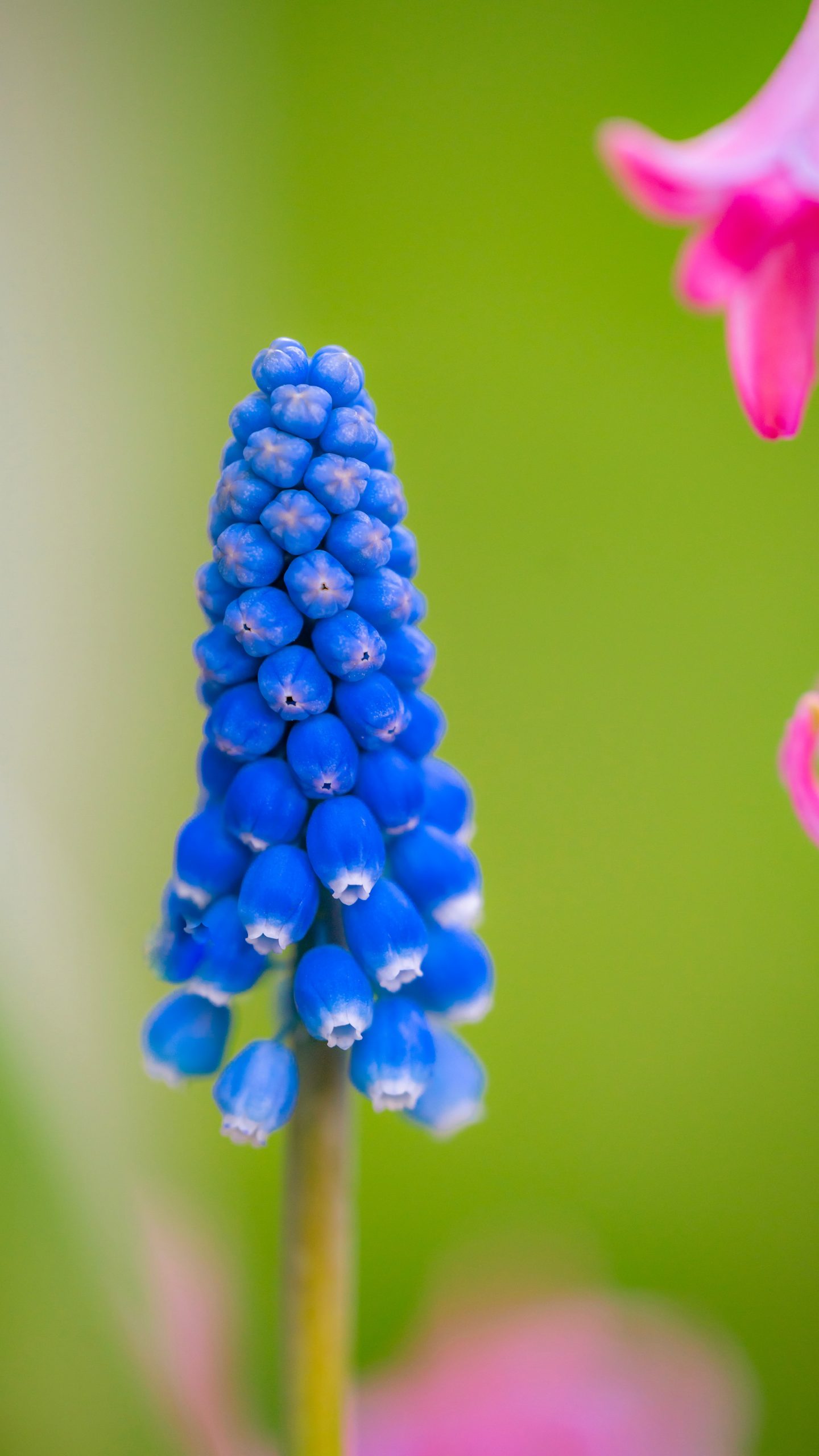 blooming grape hyacinth scaled