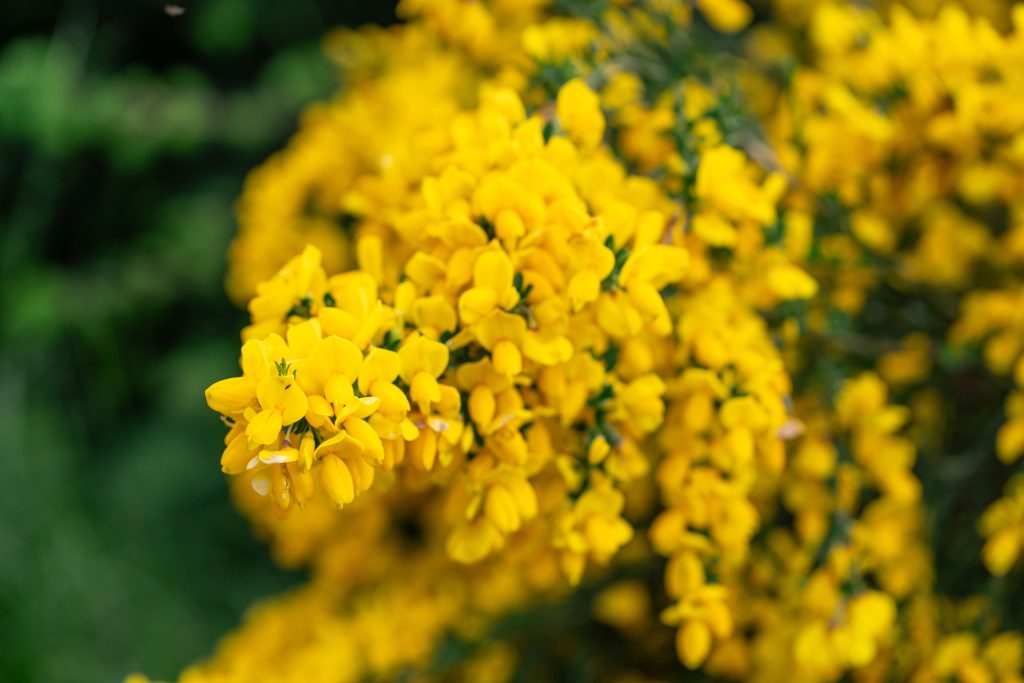 Blooming yellow flowers in tilt shift lens photo