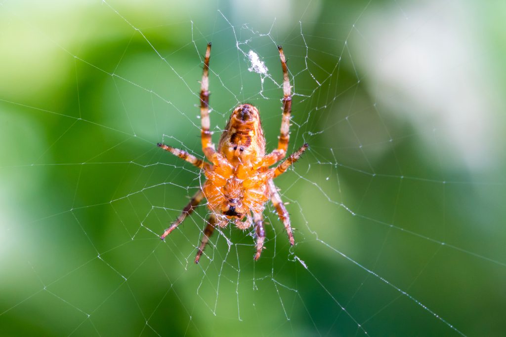 Brown spider on spider web