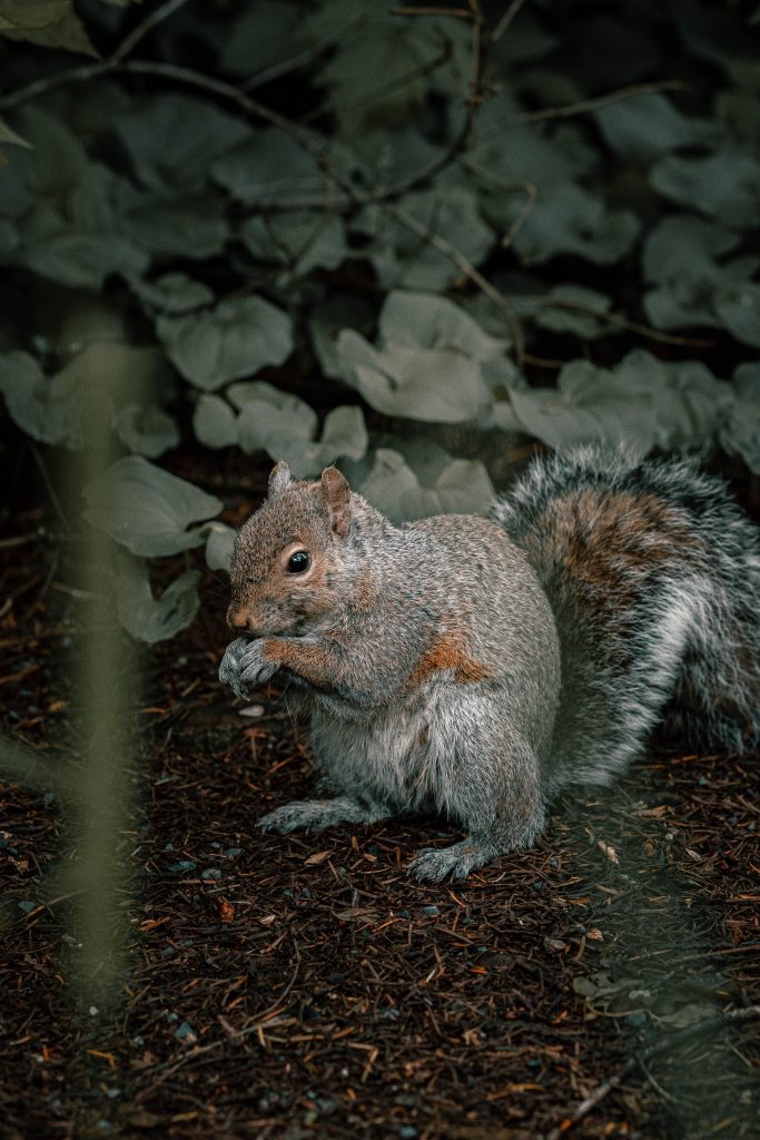 Brown squirrel near green leaves