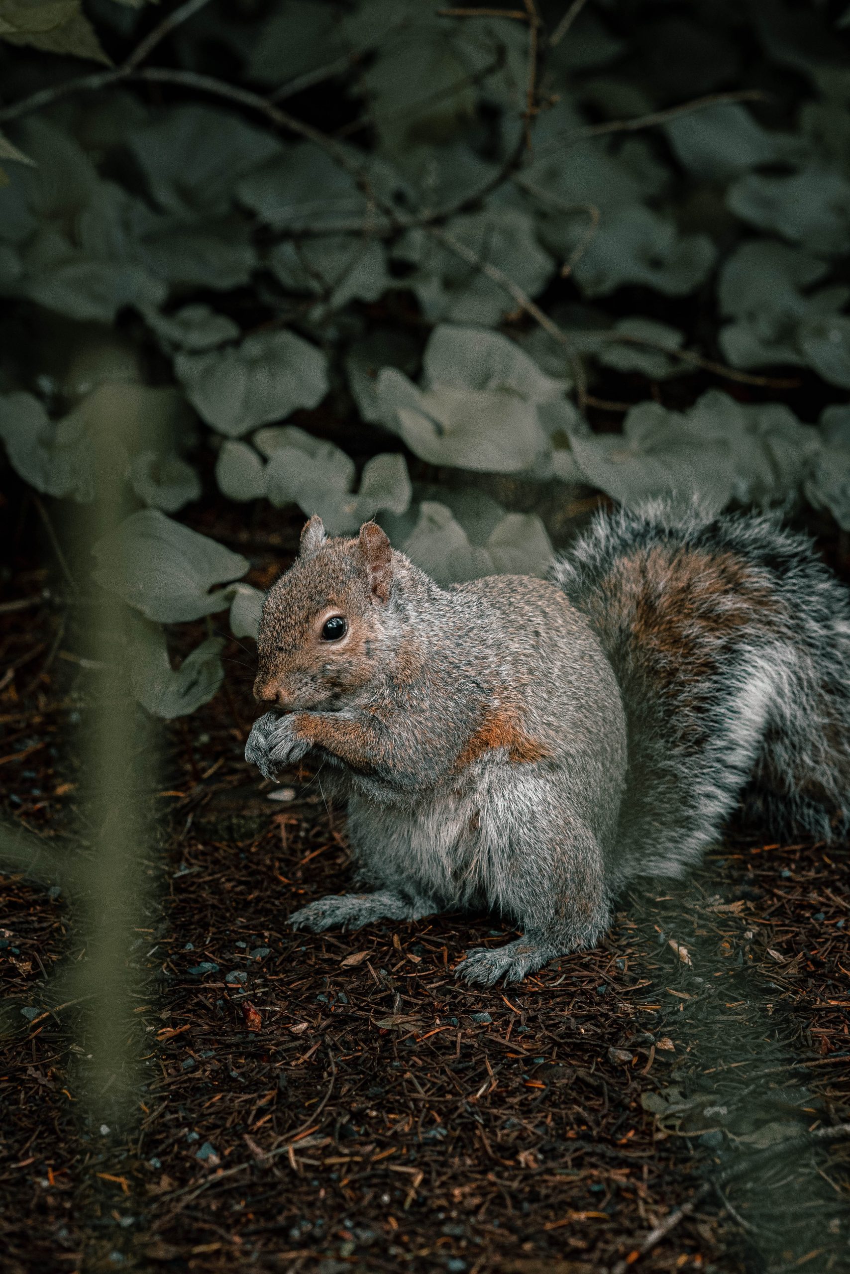 brown squirrel near green leaves scaled