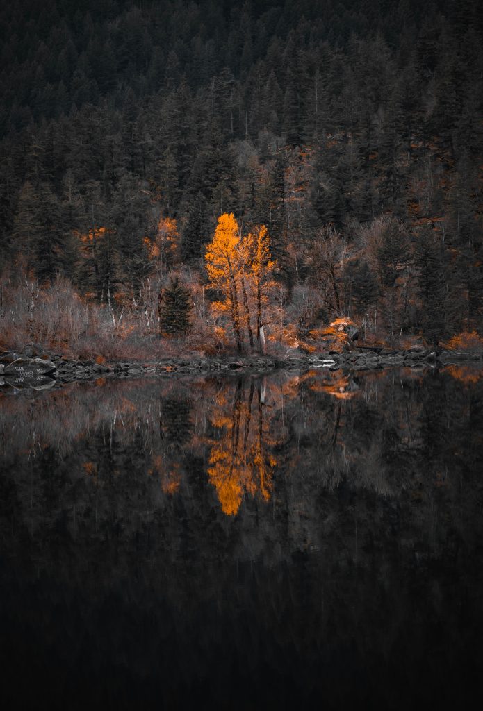 Brown trees beside body of water