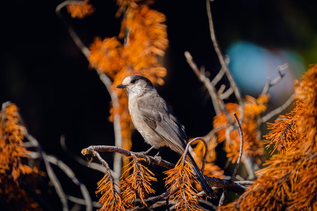 Canada jay perched on a branch