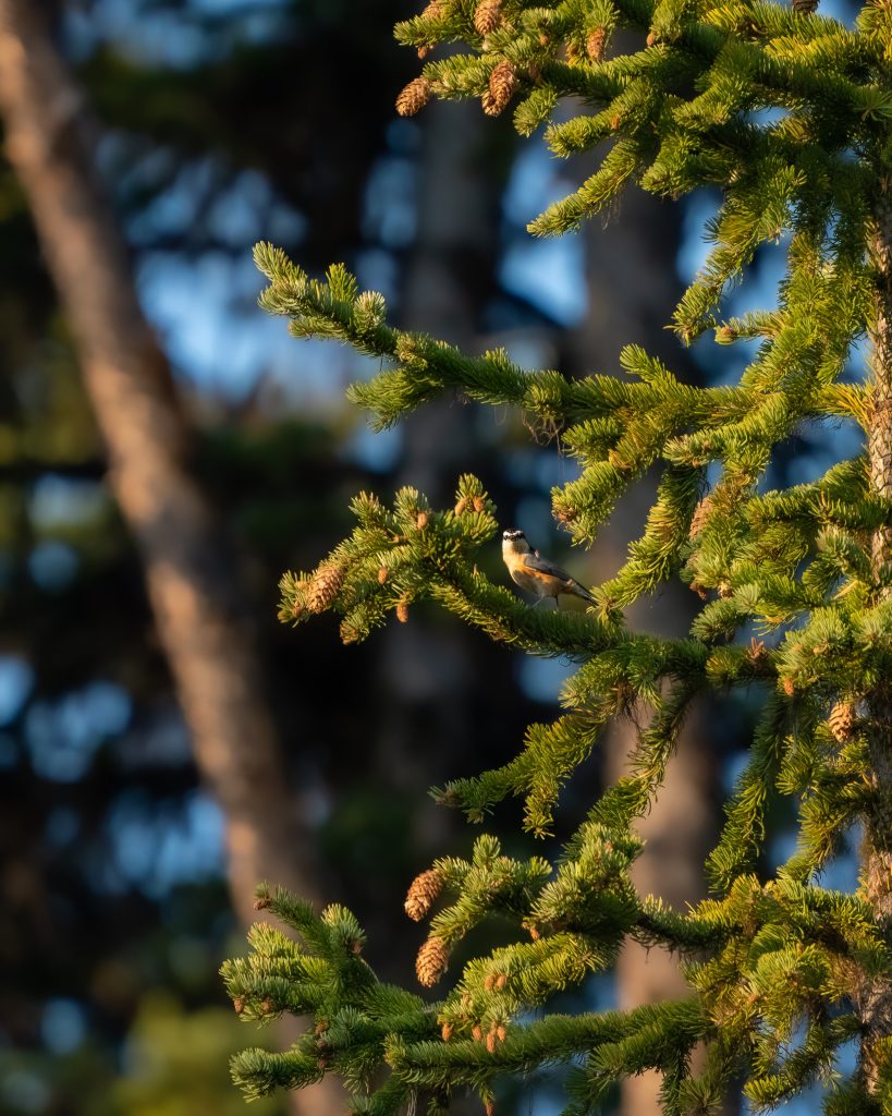 Close up of a bird and tree branches