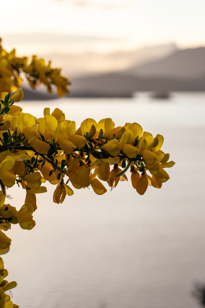 Close up of a gorse