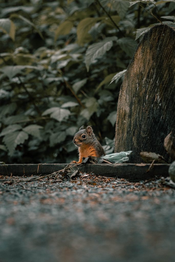 Close up of a squirrel