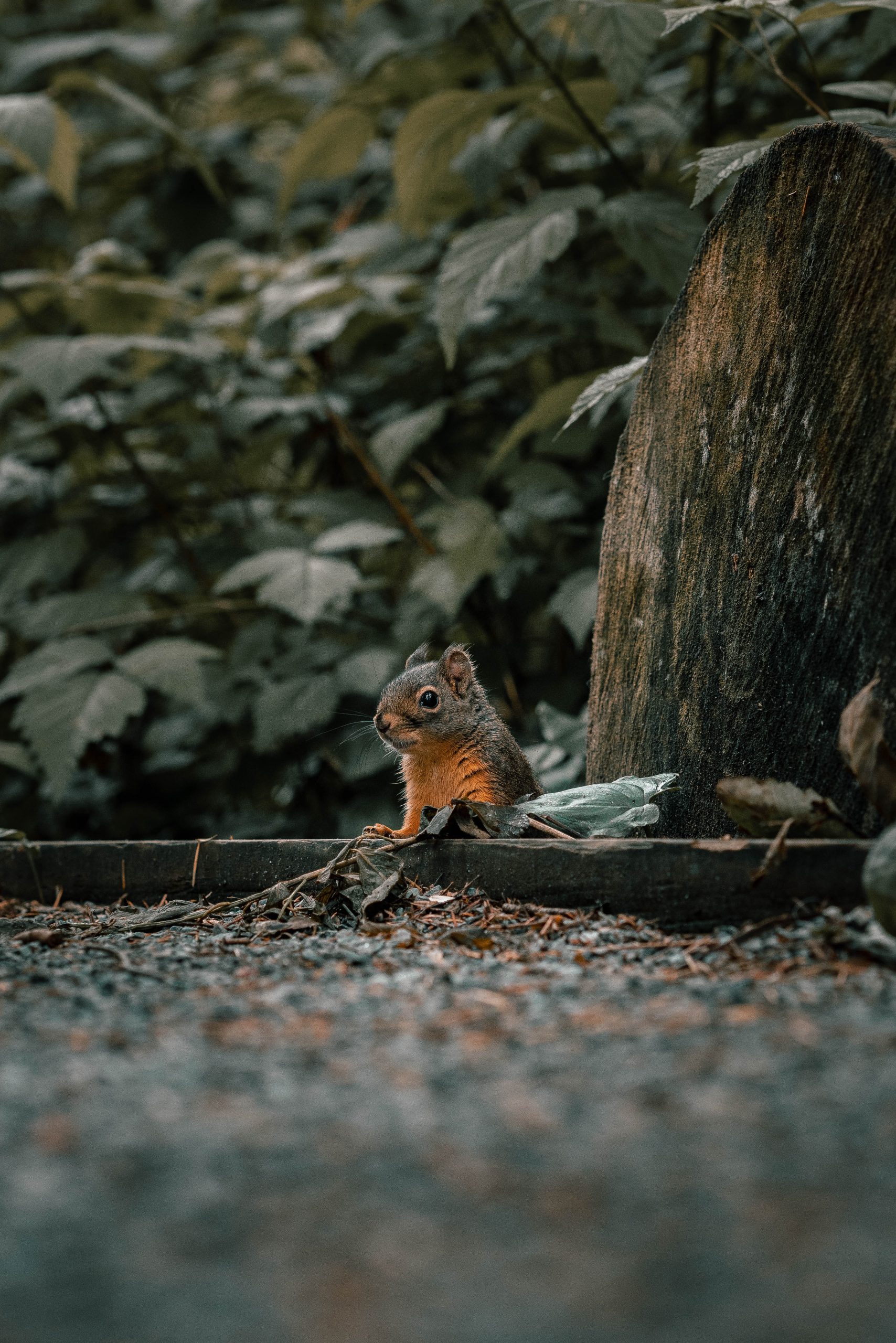 close up of a squirrel scaled