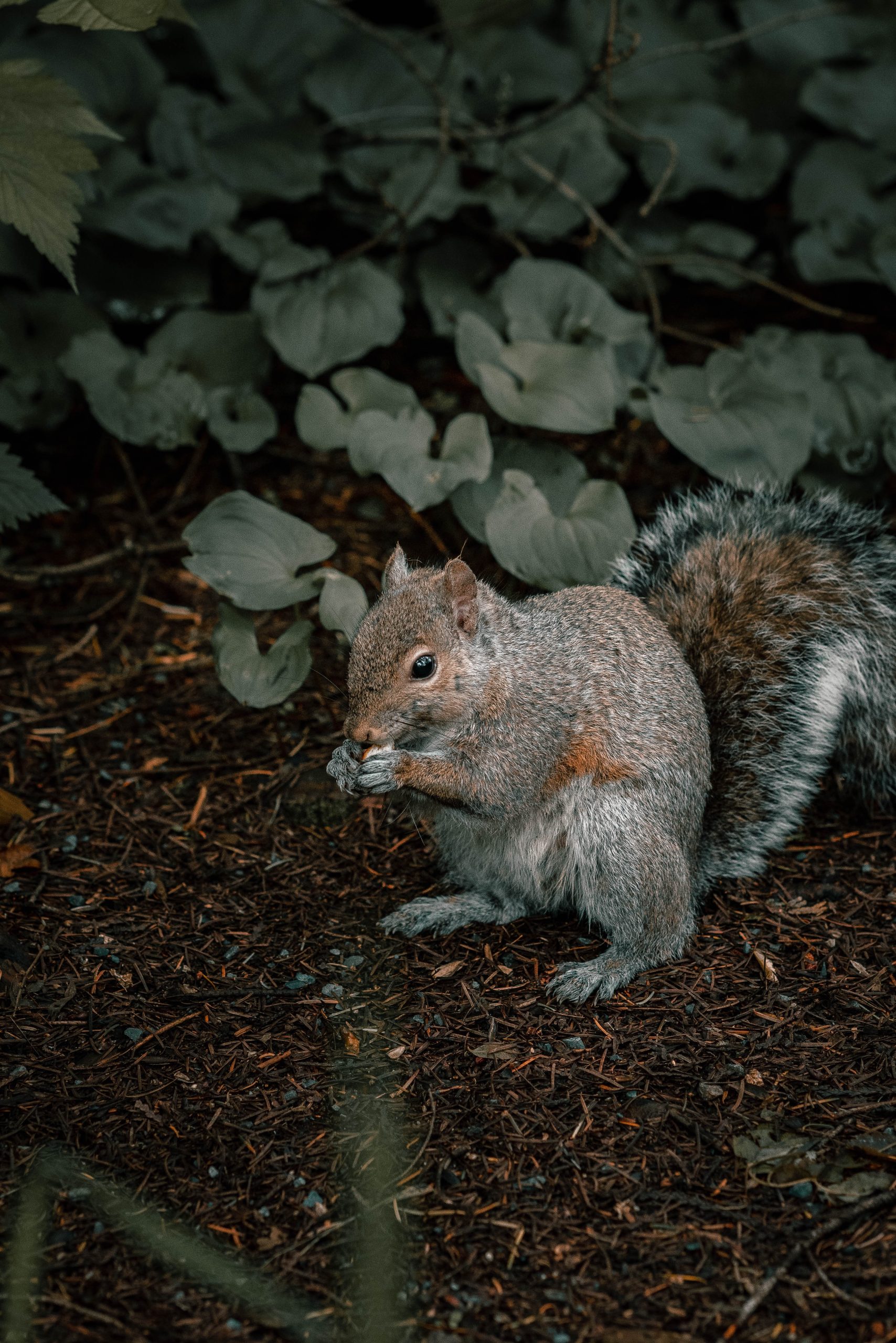 close up of brown squirrel near green leaves 1 scaled