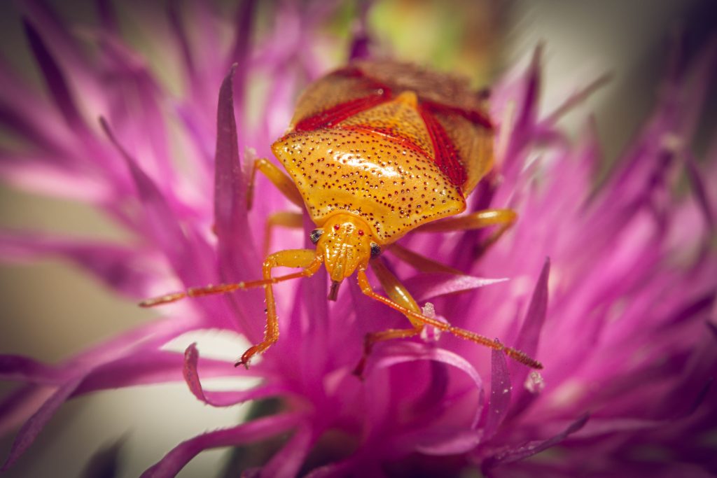 Close up photo of a bug perched on the purple flower