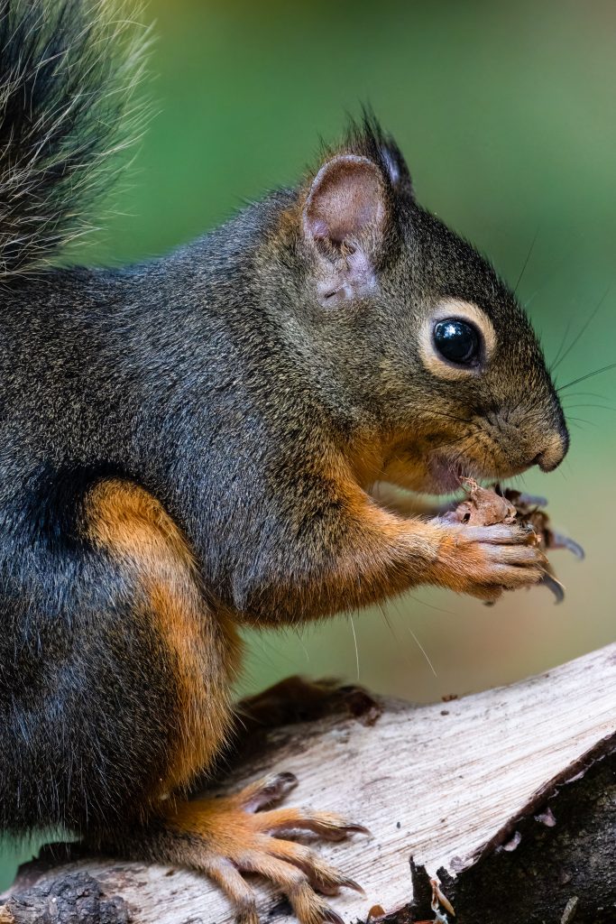 Close up photo of a squirrel eating