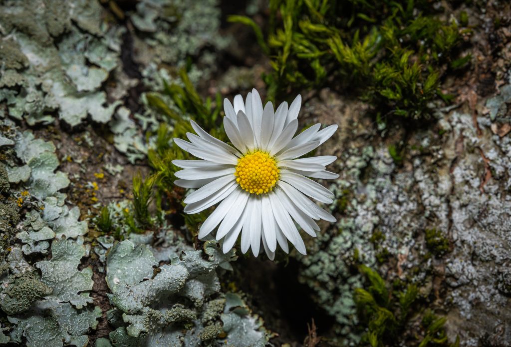 Close up photo of white flower