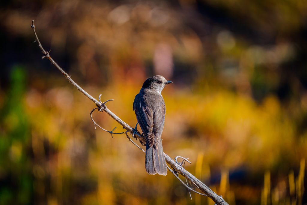 Close up shot of a bird