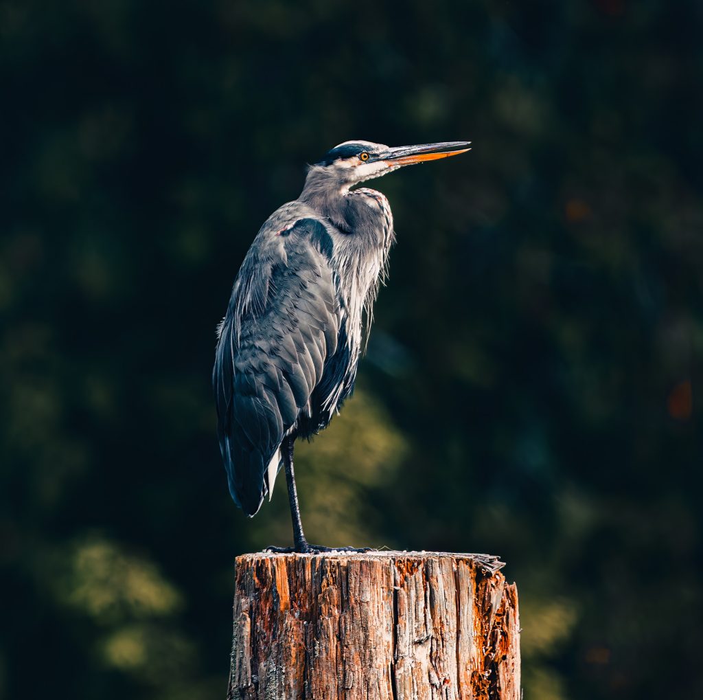 Close up shot of a great blue heron