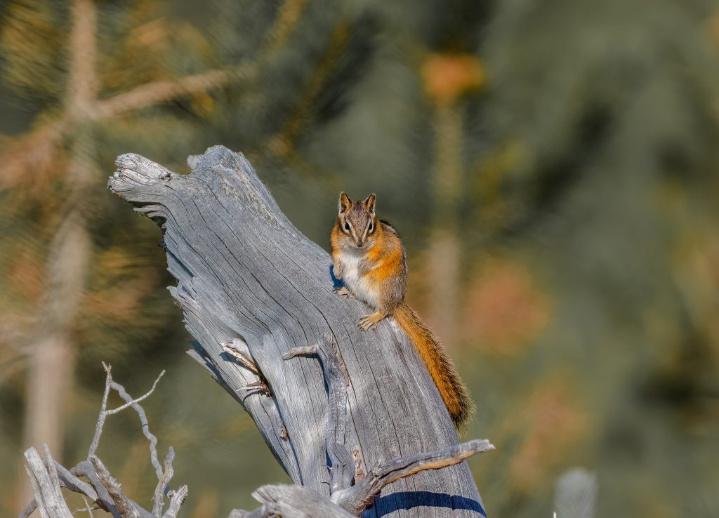 Close up shot of a red tailed chipmunk on wood log