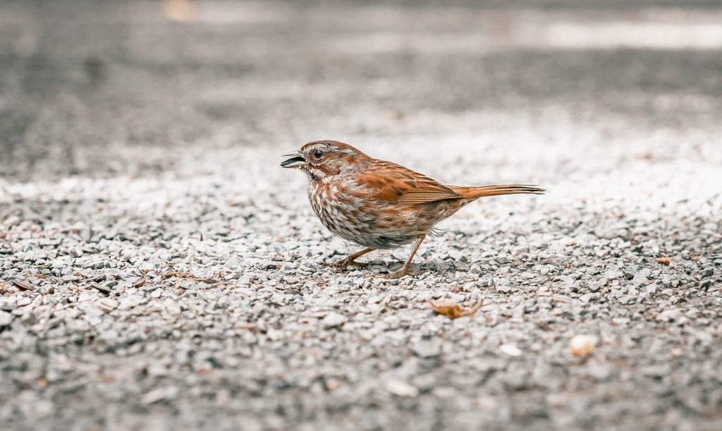 close up shot of a song sparrow perched on the ground