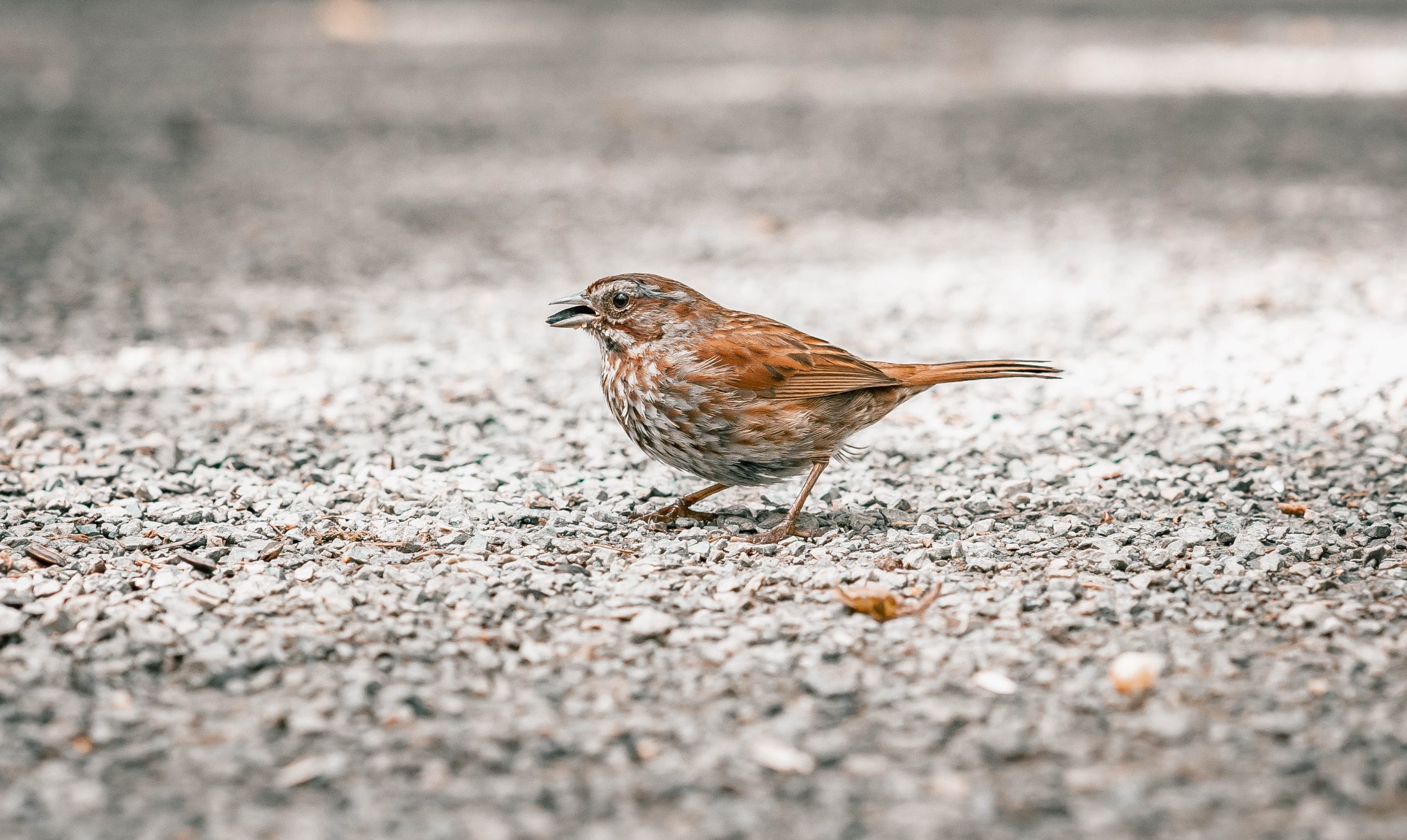 close up shot of a song sparrow perched on the ground scaled