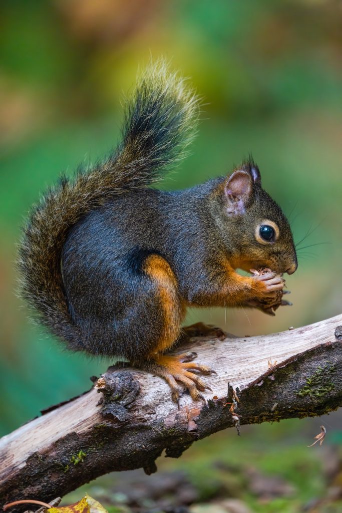 Close up shot of a squirrel