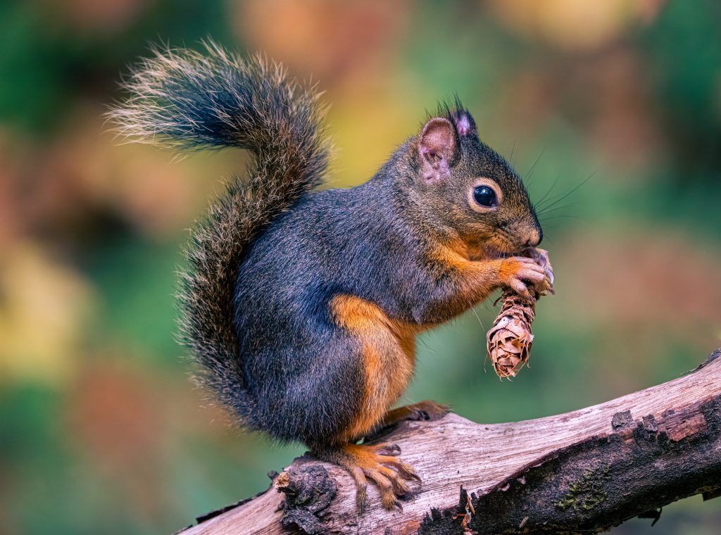 Close up shot of a squirrel to eat