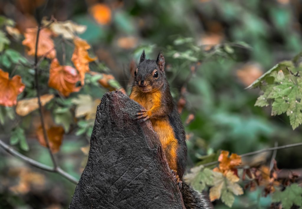 Close up shot of a squirrel to see you