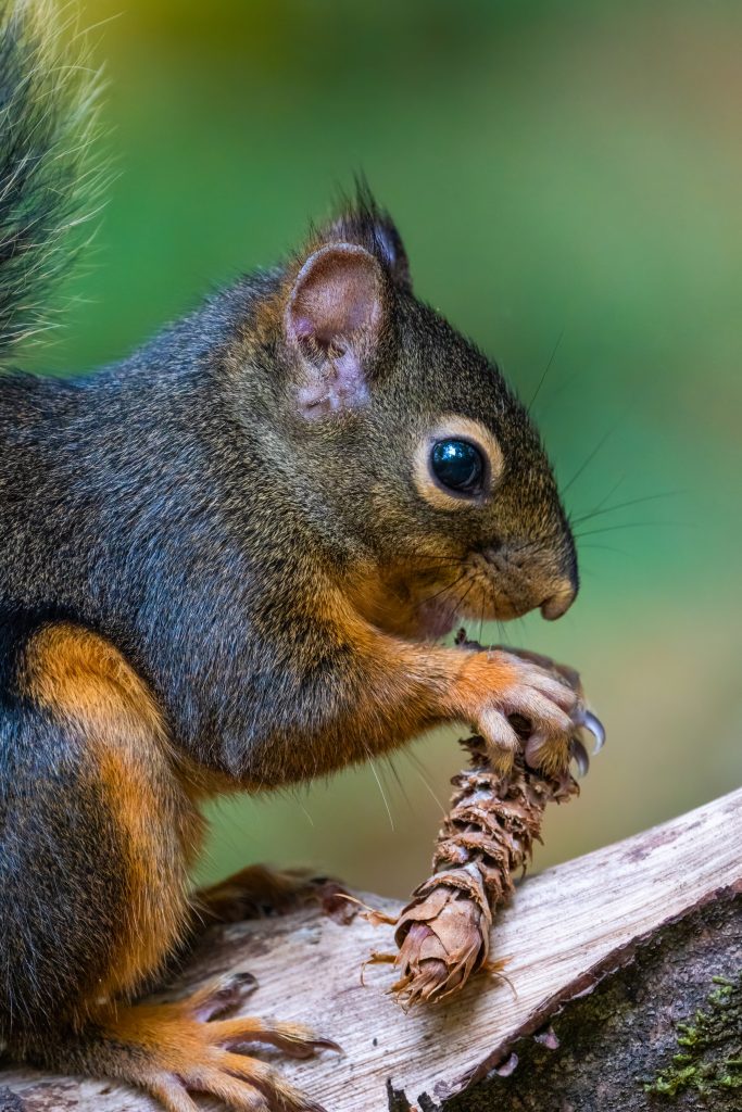 Close up shot of a squirrel to set and eat