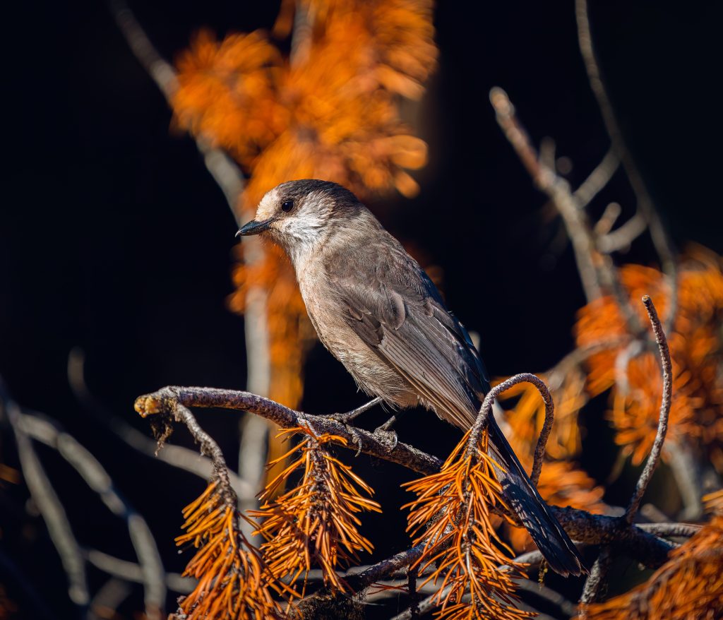 Close up shot of bird perched on the branch