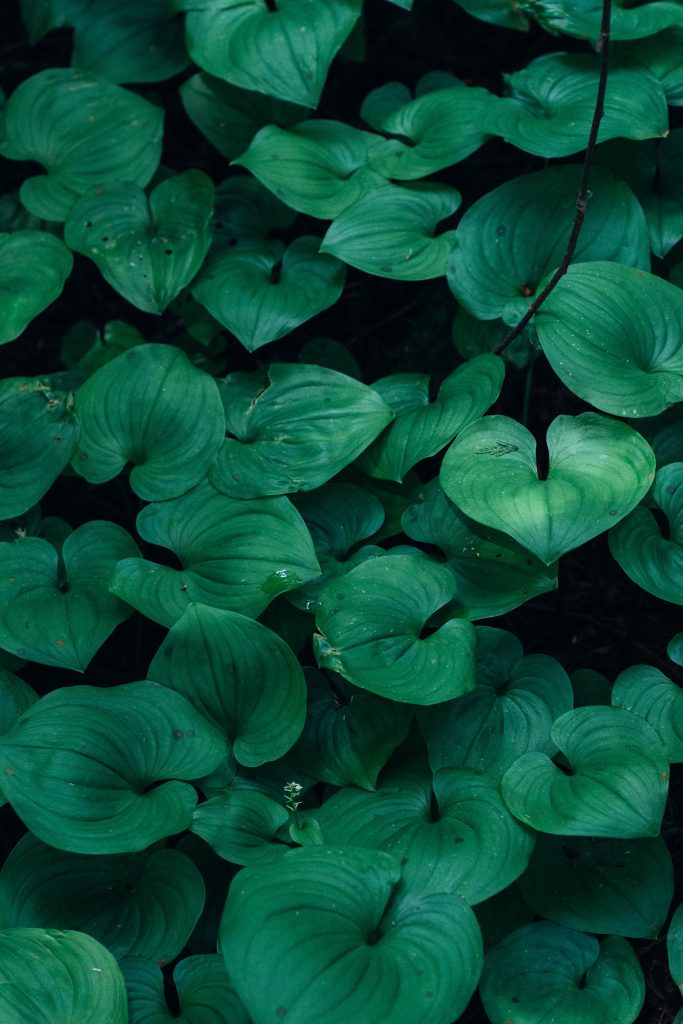 Close up shot of green leaves