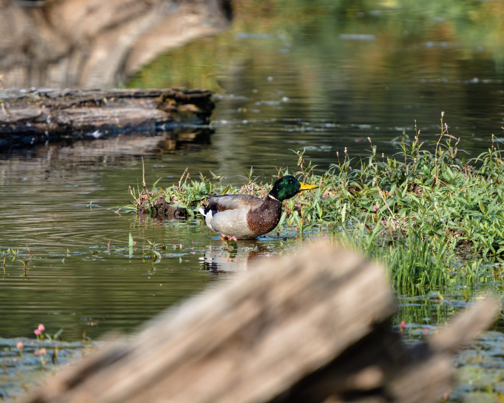 Duck eating a grass