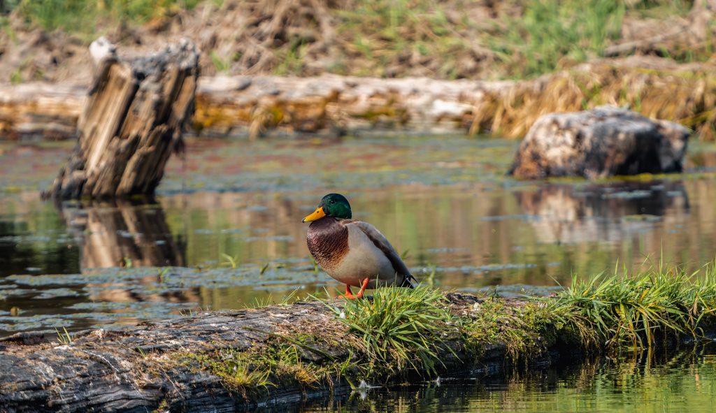 Duck sitting on land near lake