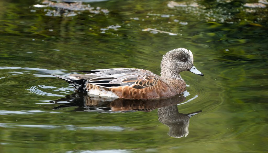 Duck swimming around lake water