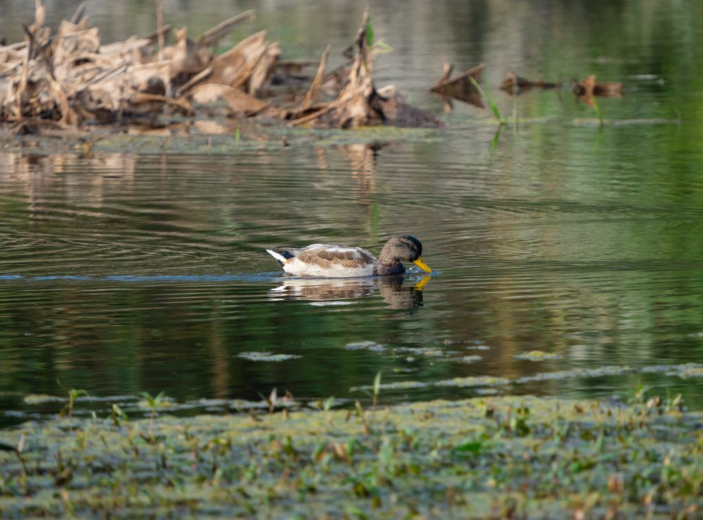 Duck swimming in lake