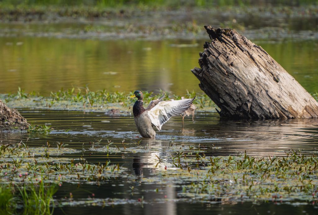 Duck walking in lake water