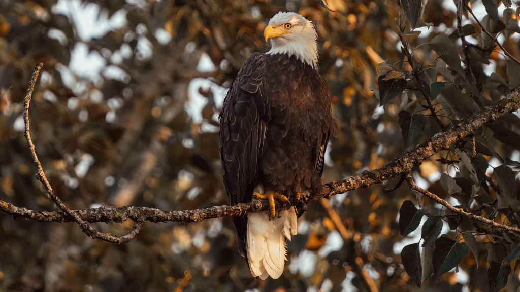 Eagle on branch