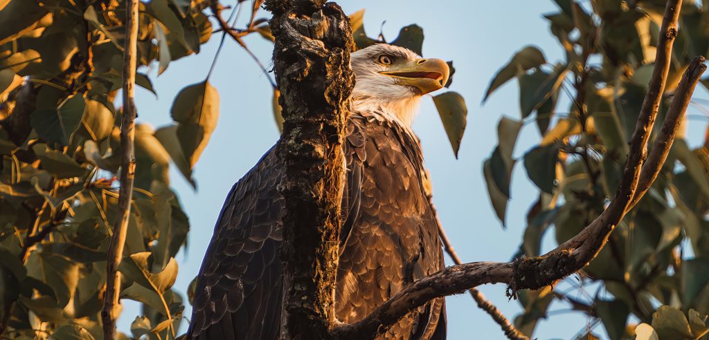 Eagle on branch and see around