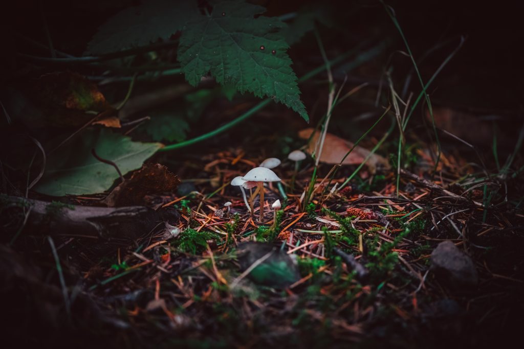 Fungus on the ground