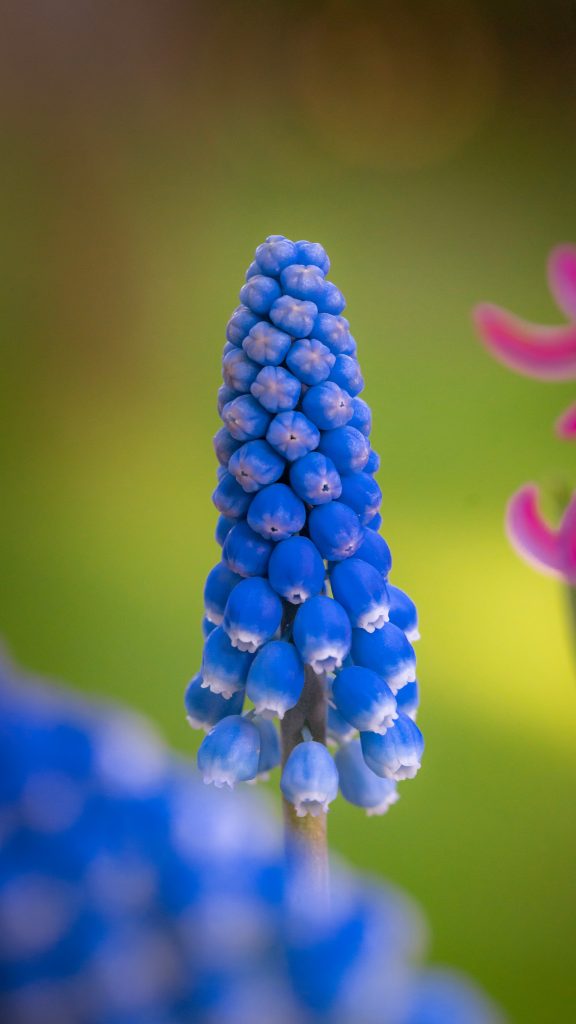 Grape hyacinth in close up photography