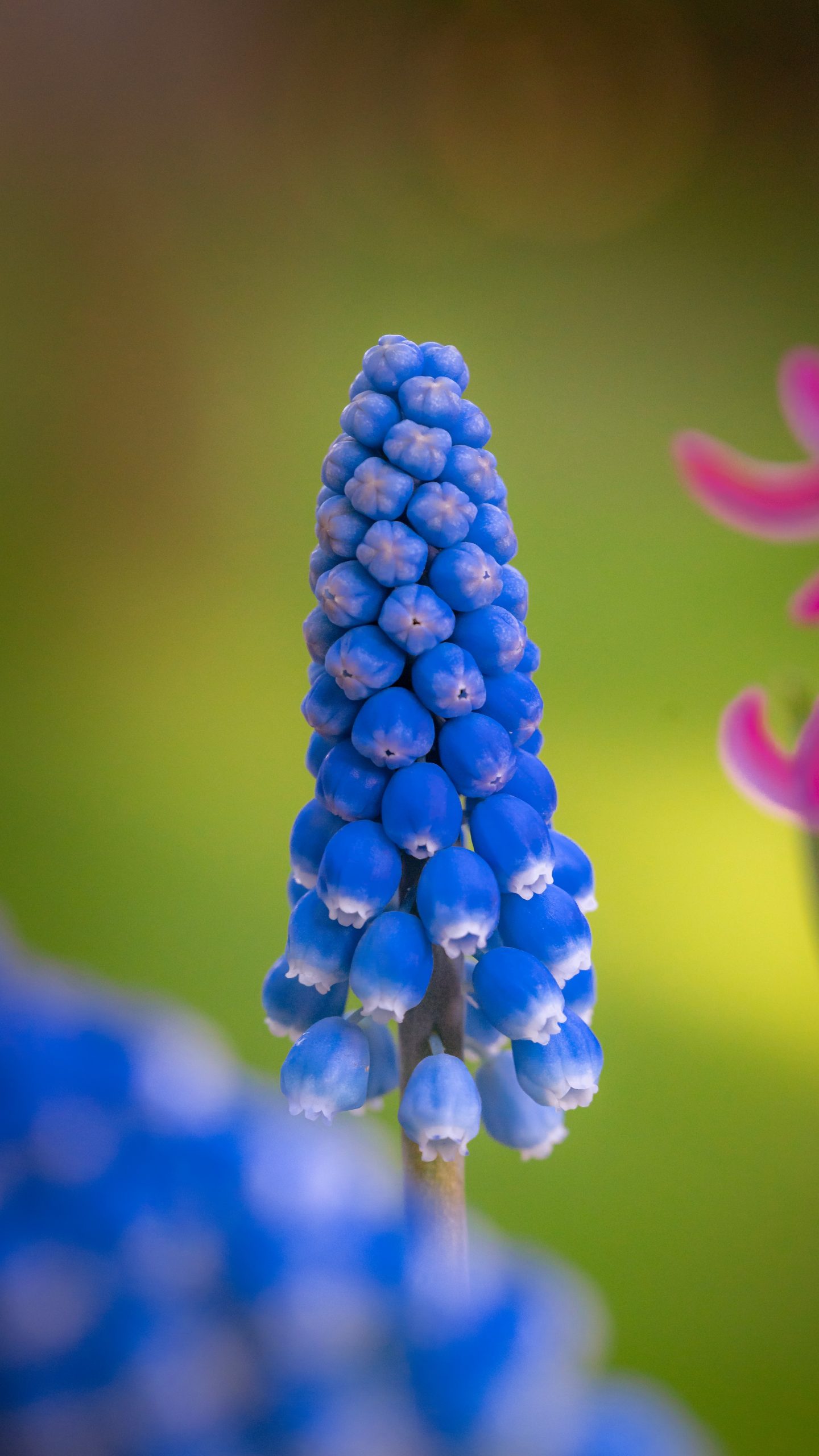 grape hyacinth in close up photography scaled