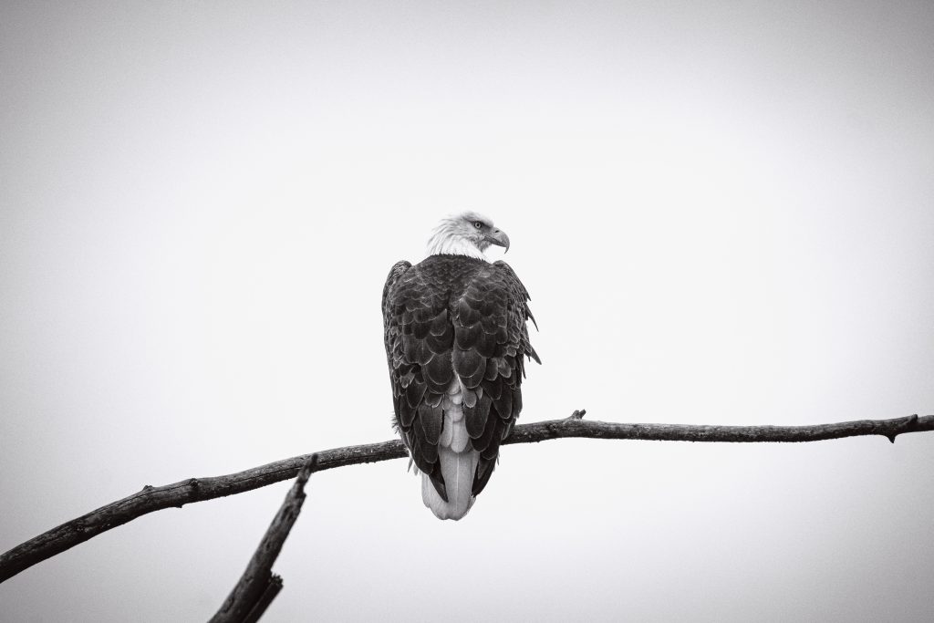 Grayscale photo of bird on tree branch