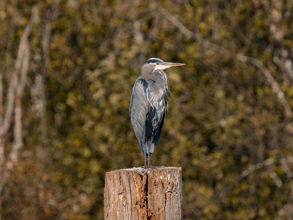 Great blue heron perched on brown wooden post