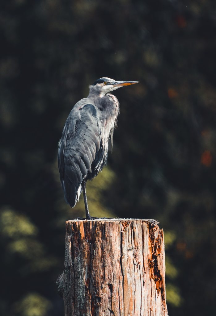 Great blue heron perched on wooden post