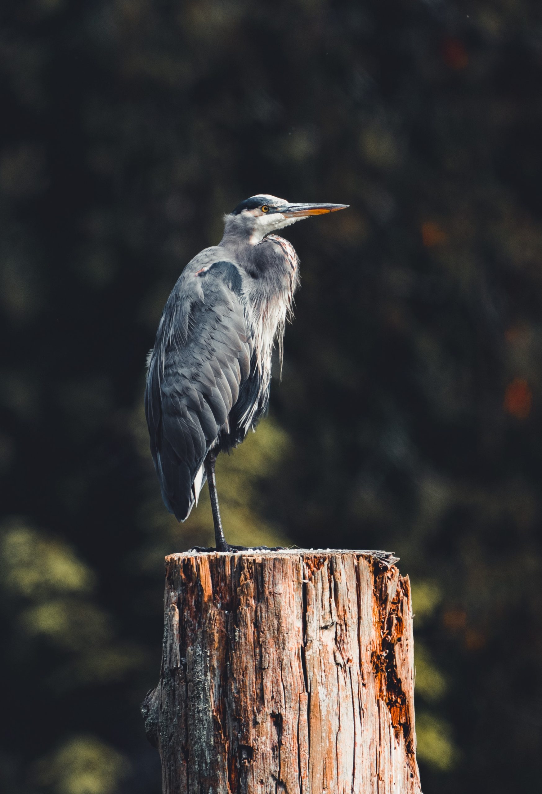 great blue heron perched on wooden post scaled