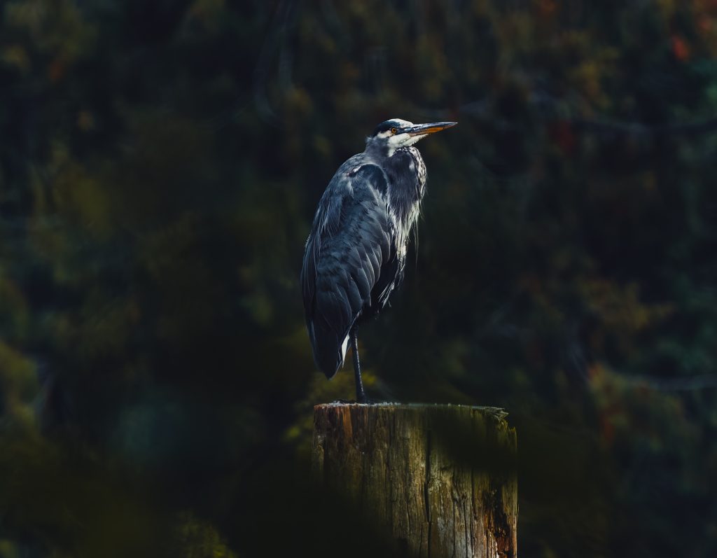 Grey heron on a wooden post