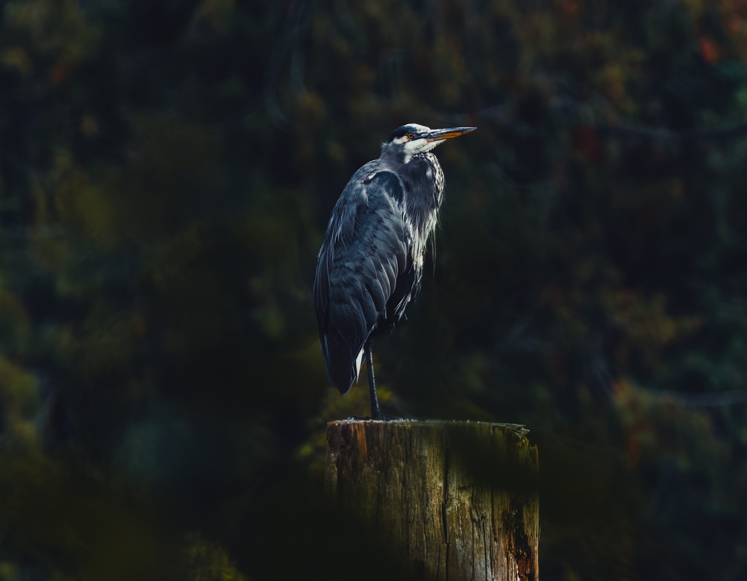 grey heron on a wooden post scaled