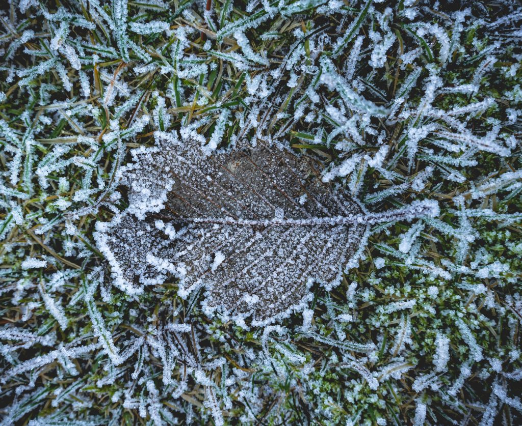 Leaf lying on frozen winter ground scaled