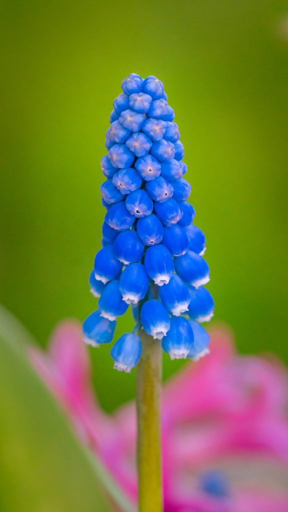 Photo of a muscari head flower