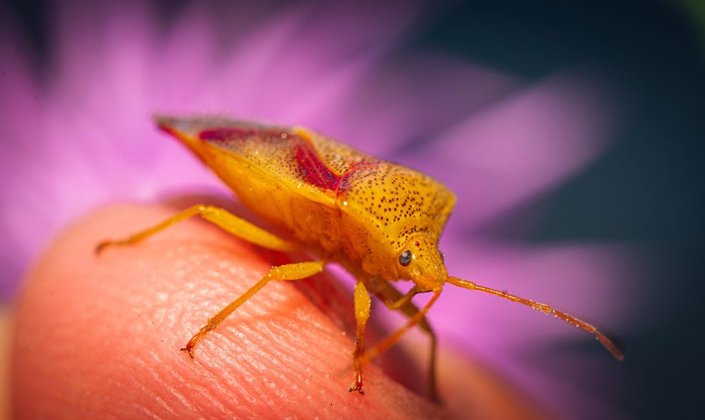 Rice stink bug in macro shot photography